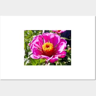 Zinnia Study 3 Posters and Art